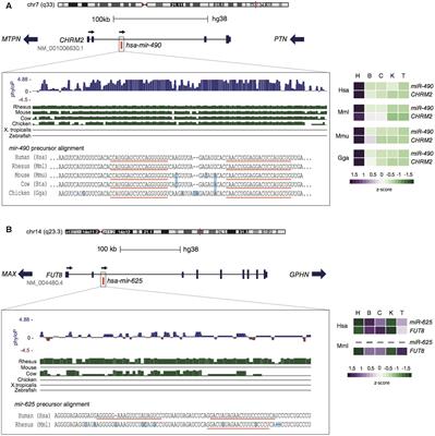 Unveiling the Impact of the Genomic Architecture on the Evolution of Vertebrate microRNAs